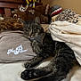 Damar joined the competition — help win amazing prizes! cat, tabby, bed, pillow, blanket, plush_toy, stuffed_animal, indoor, pet, feline, resting, cozy, sleepy, animal, fur, cute, comfort, home, relaxing, mammal