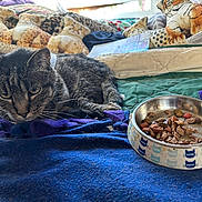 Damar joined the competition — help win amazing prizes! animal_pillows, bed, blanket, cat, cat_food, close_up, collar, cozy, domestic_cat, food_bowl, fur, indoor, leopard_print, nap_time, pet, plush_toys, resting, soft_toys, tabby, tiger_print