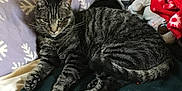 Damar joined the competition — help win amazing prizes! cat, tabby, animal, pet, feline, fur, whiskers, paw, blanket, pillow, pattern, indoor, resting, cozy, sleepy, cute, domestic, striped, relaxed, soft