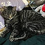 cat, tabby, animal, pet, feline, fur, whiskers, paw, blanket, pillow, pattern, indoor, resting, cozy, sleepy, cute, domestic, striped, relaxed, soft