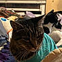 Damar joined the competition — help win amazing prizes! cat, tabby_cat, black_and_white_cat, bed, blanket, pillow, indoor, window, feline, pet, cozy, resting, fur, animal, domestic_animal, sleepy, comfort, warm_lighting, textile, soft