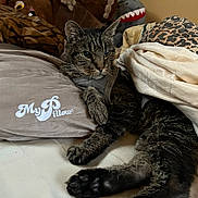 Damar joined the competition — help win amazing prizes! cat, tabby_cat, bed, blanket, pillow, my_pillow, plush_toy, indoor, cozy, resting, pet, feline, fur, sleepy, comfort, close_up, animal, domestic, cute, relaxed