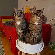 Simba Et Tigrou a rejoint le concours — aidez-le/la à gagner de superbes lots ! abyssinian, animal, architecture, barstool, building, cat, chair, couch, cushion, furniture, hardwood, homedecor, indoors, interiordesign, livingroom, manx, pet, plywood, room, wood