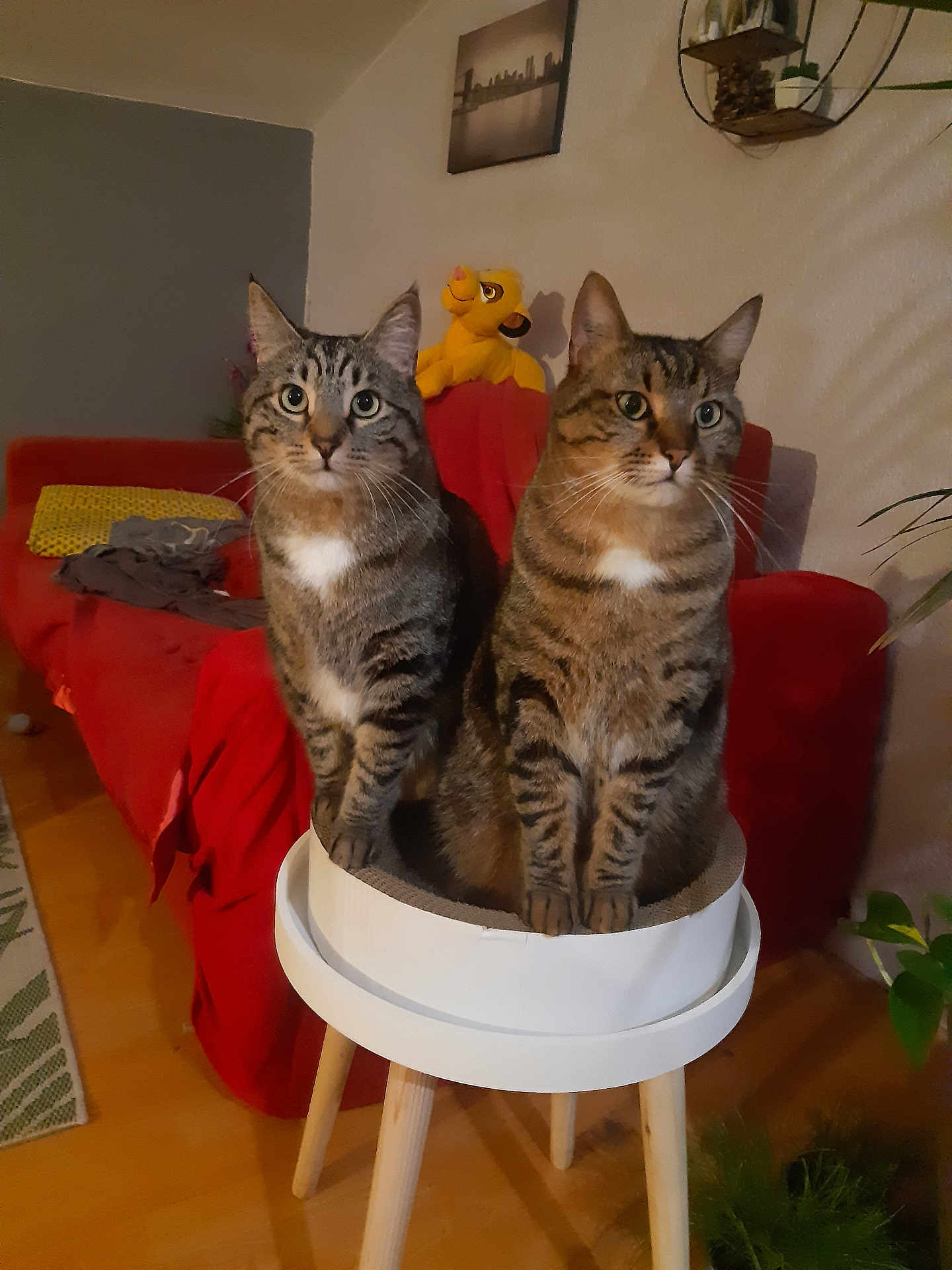 Simba Et Tigrou