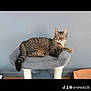 abyssinian, angora, animal, cat, chair, couch, cushion, egyptiancat, furniture, gray, homedecor, indoors, interiordesign, kitten, manx, person, pet, sleeping