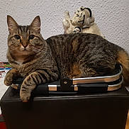 Simba participe au concours pour gagner de l'argent avec cette photo : abyssinian, animal, baby, bag, baggage, briefcase, cat, computer, couch, electronics, face, furniture, head, kitten, laptop, manx, pc, person, pet, suitcase