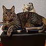 abyssinian, animal, baby, bag, baggage, briefcase, cat, computer, couch, electronics, face, furniture, head, kitten, laptop, manx, pc, person, pet, suitcase