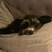 Willow joined the competition — help win amazing prizes! dog, bed, pillow, resting, indoor, cozy, sleepy, fur, pet, headboard, pattern, fabric, closeup, animal, calm, relaxation, domestic, companion, cute, quiet