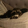 dog, bed, pillow, resting, indoor, cozy, sleepy, fur, pet, headboard, pattern, fabric, closeup, animal, calm, relaxation, domestic, companion, cute, quiet