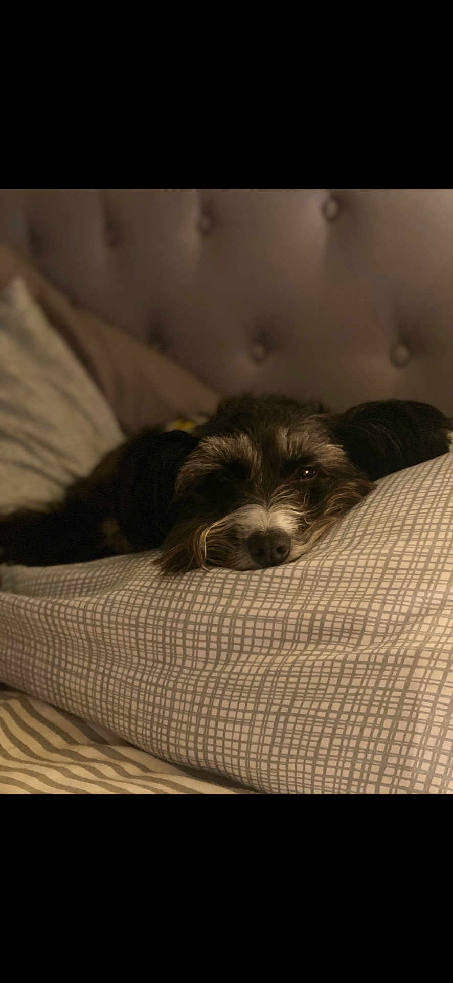 Willow