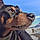 Filou