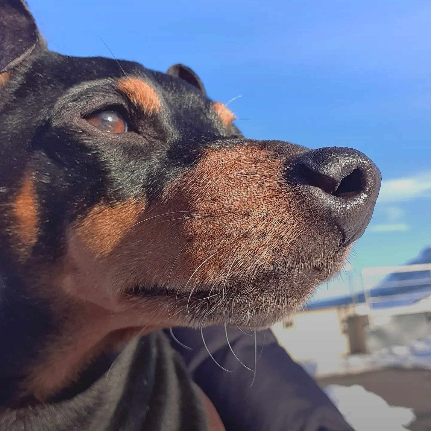 Filou participe au concours pour gagner de l'argent avec cette photo : animal, black_and_tan, blue_sky, canine, close_up, daylight, dog, expression, fur, hand, nature, nose, outdoor, pet, portrait, sky, snout, snow, watchful, whiskers