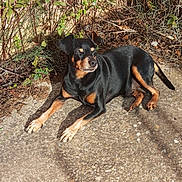 Filou a rejoint le concours — aidez-le/la à gagner de superbes lots ! dog, outdoor, sunlight, black_and_tan, animal, pet, resting, concrete, plants, nature, leaves, shadow, wild, fur, canine, close_up, quiet, relaxed, daytime, sunny