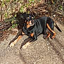 dog, outdoor, sunlight, black_and_tan, animal, pet, resting, concrete, plants, nature, leaves, shadow, wild, fur, canine, close_up, quiet, relaxed, daytime, sunny