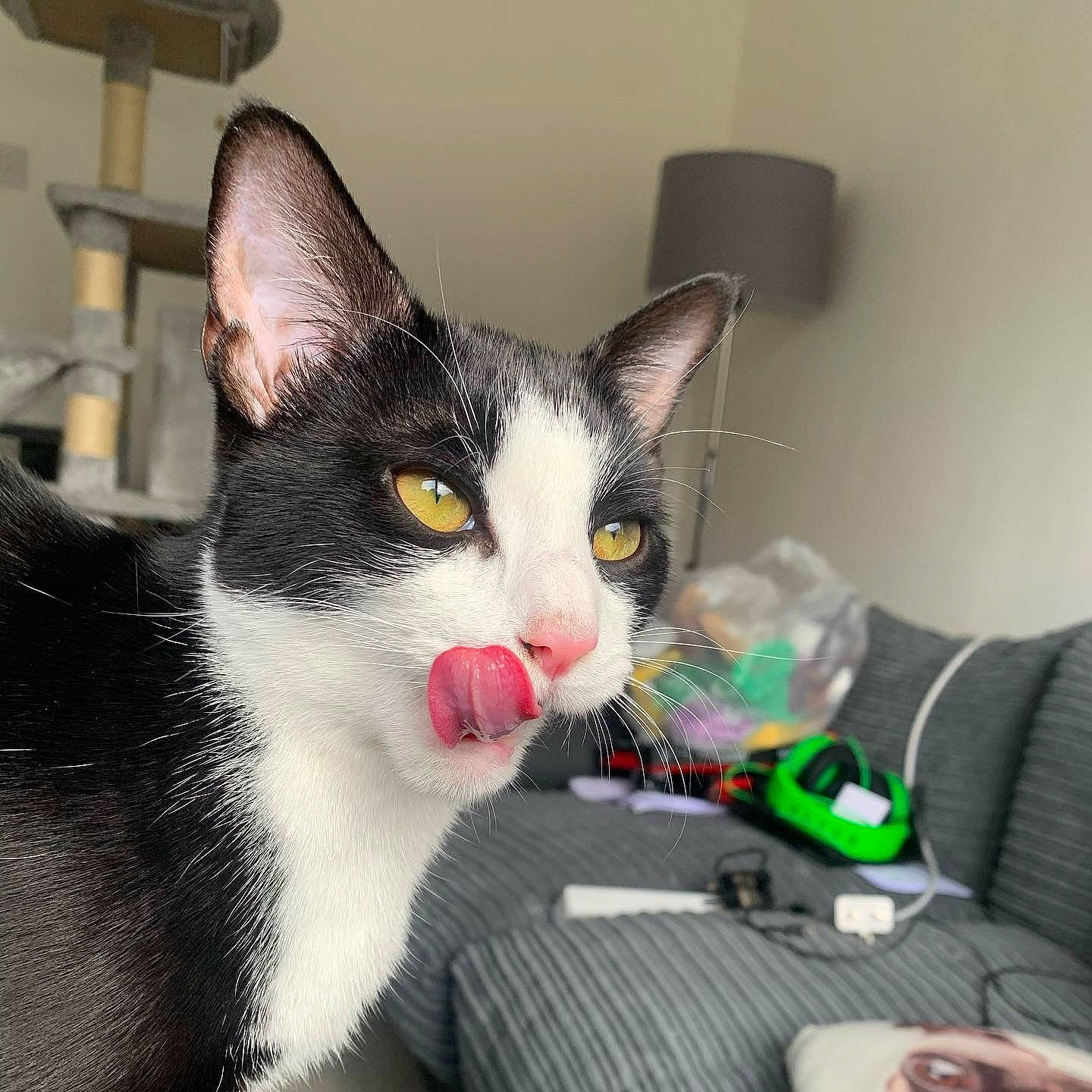 Edith joined the competition — help win amazing prizes! aegean_cat, american_wirehair, carnivore, cat, domestic_short_haired_cat, ear, european_shorthair, felidae, kitten, polydactyl_cat, small_to_medium_sized_cats, snout, whiskers