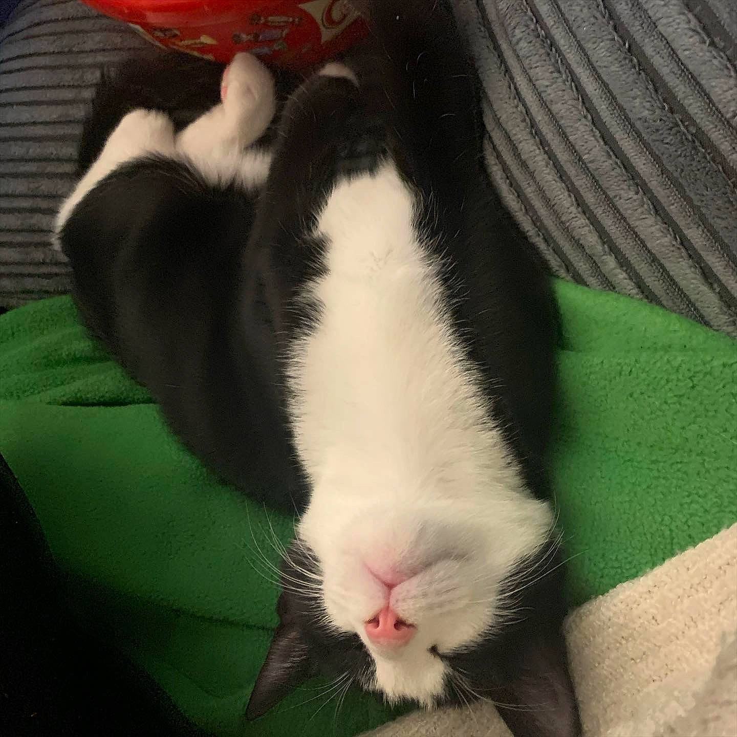 Edith is registered to the contest to win money with this photo: carnivore, cat, claw, ear, eye, felidae, fur, kitten, nap, nose, rabbit, rabbits_and_hares, sleep, small_to_medium_sized_cats, snout, tail, whiskers
