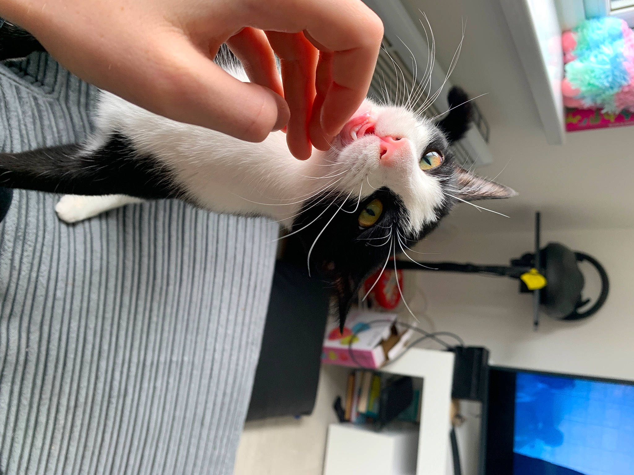 Edith is registered to the contest to win money with this photo: cat, claw, felidae, hand, mouse, rat, small_to_medium_sized_cats, tail, whiskers