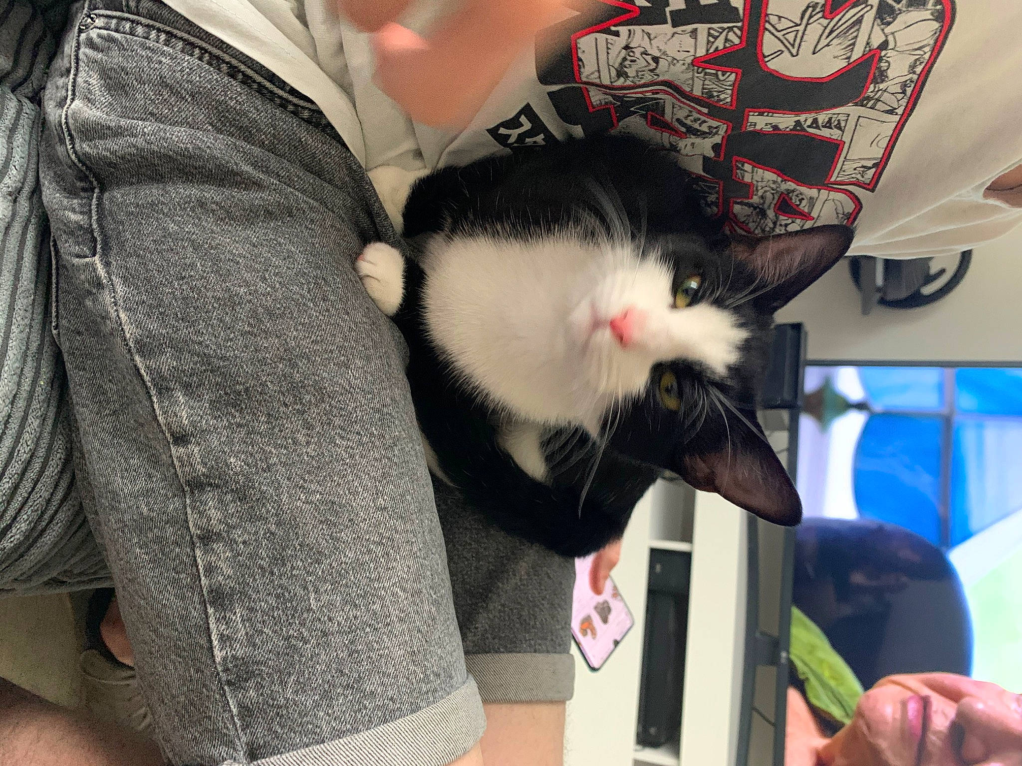 Edith is registered to the contest to win money with this photo: cat, fur, whiskers