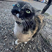 Cali joined the competition — help win amazing prizes! cat, tortoiseshell_cat, green_eyes, whiskers, collar, fur, paws, tail, close_up, portrait, outdoor, gravel, pavement, curious, pet, animal, playful, nose, sidewalk, ground