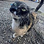 cat, tortoiseshell_cat, green_eyes, whiskers, collar, fur, paws, tail, close_up, portrait, outdoor, gravel, pavement, curious, pet, animal, playful, nose, sidewalk, ground