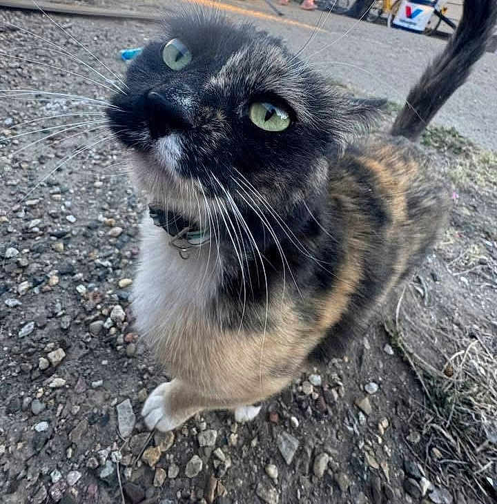 Cali joined the competition — help win amazing prizes! cat, tortoiseshell_cat, green_eyes, whiskers, collar, fur, paws, tail, close_up, portrait, outdoor, gravel, pavement, curious, pet, animal, playful, nose, sidewalk, ground