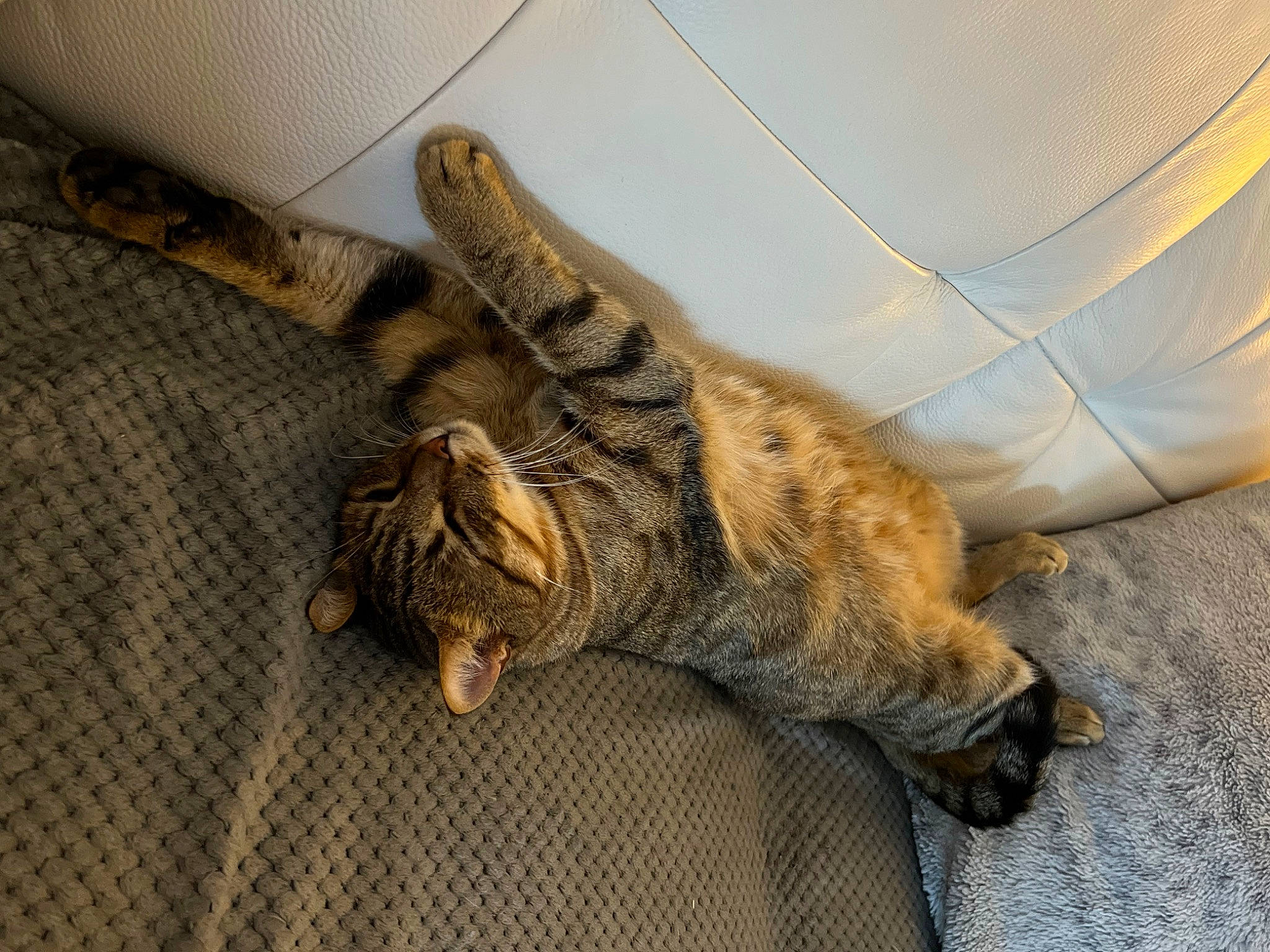 Moustik a rejoint le concours — aidez-le/la à gagner de superbes lots ! carnivore, cat, claw, comfort, domestic_short_haired_cat, fawn, felidae, flooring, foot, fur, human_leg, nap, paw, sleep, small_to_medium_sized_cats, snout, tail, terrestrial_animal, whiskers, wood