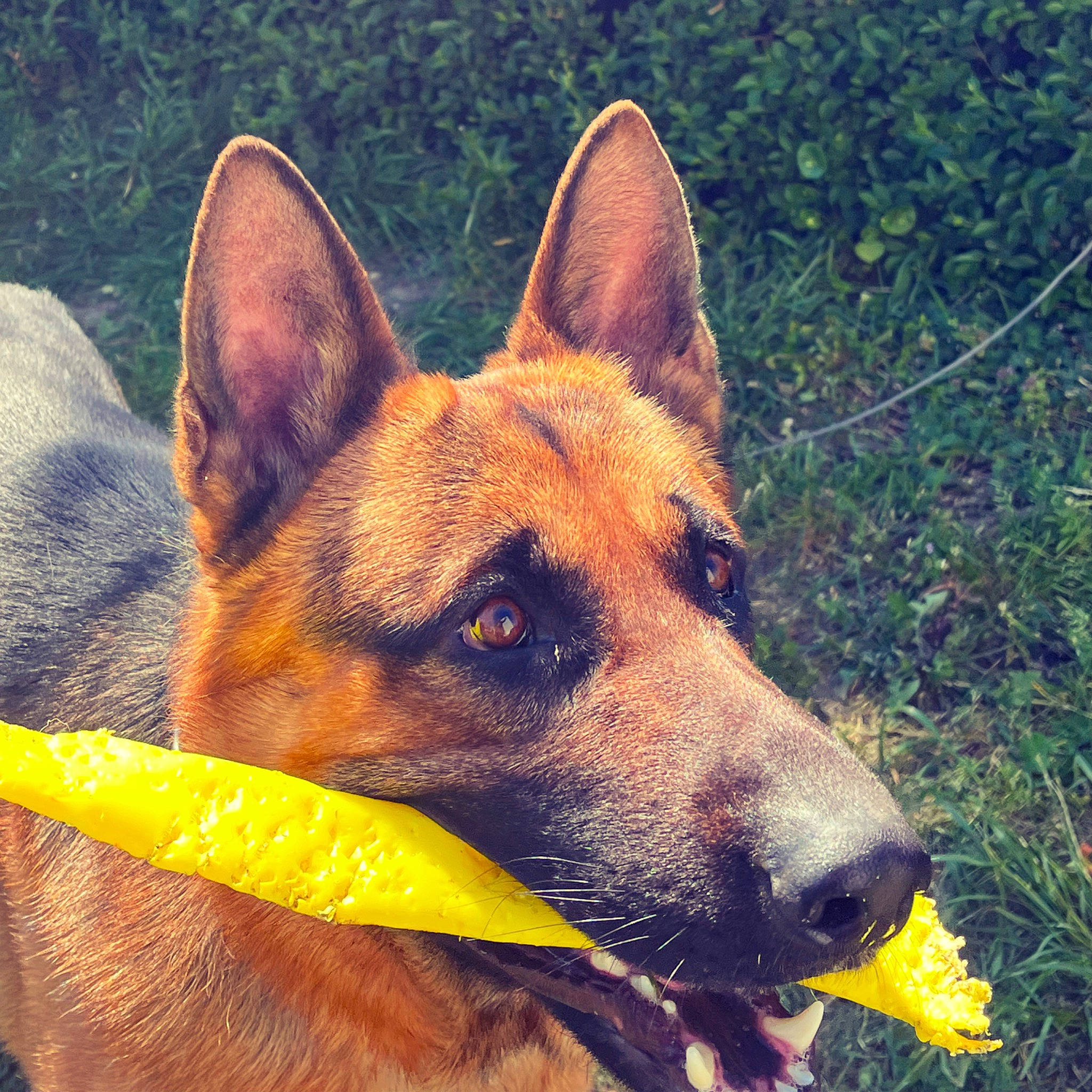 Rocco a rejoint le concours — aidez-le/la à gagner de superbes lots ! canidae, carnivore, collar, companion_dog, dog, dog_breed, dog_collar, dog_supply, eye, fawn, fur, grass, herding_dog, plant, snout, sporting_group, terrestrial_animal, whiskers, working_animal, working_dog