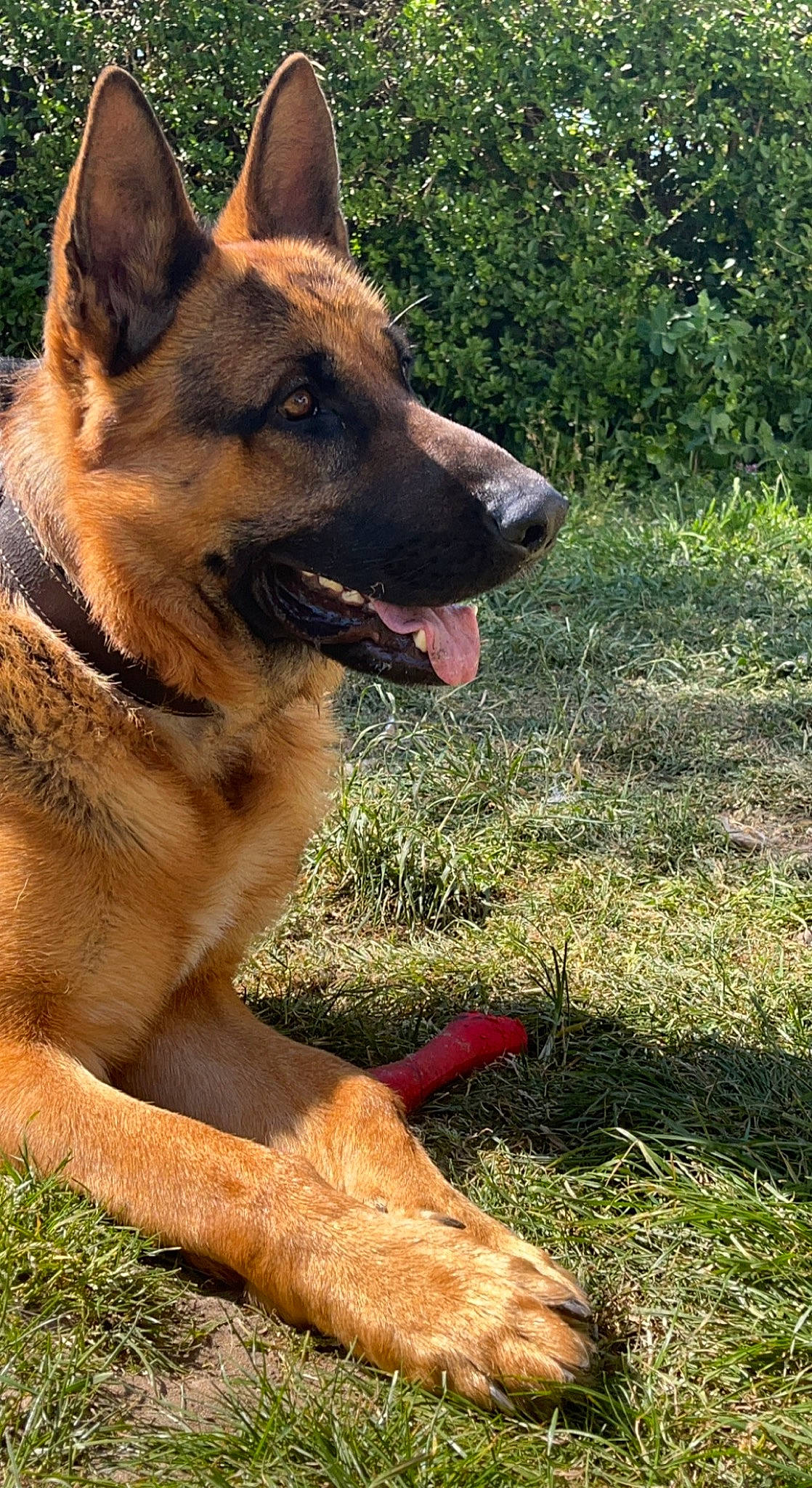 Rocco a rejoint le concours — aidez-le/la à gagner de superbes lots ! canidae, carnivore, collar, companion_dog, dog, dog_breed, east_european_shepherd, fawn, german_shepherd_dog, grass, herding_dog, king_shepherd, old_german_shepherd_dog, plant, snout, sporting_group, terrestrial_animal, wildlife, working_animal, working_dog
