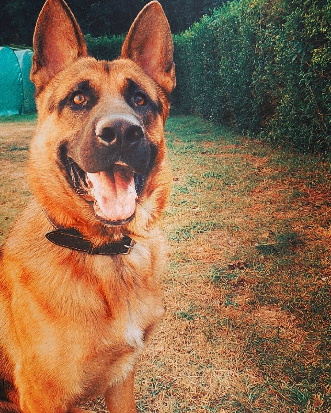 Rocco a rejoint le concours — aidez-le/la à gagner de superbes lots ! canidae, carnivore, collar, companion_dog, dog, dog_breed, dog_collar, fang, fawn, grass, happy, herding_dog, plant, sky, snout, sporting_group, tail, whiskers, working_animal, working_dog