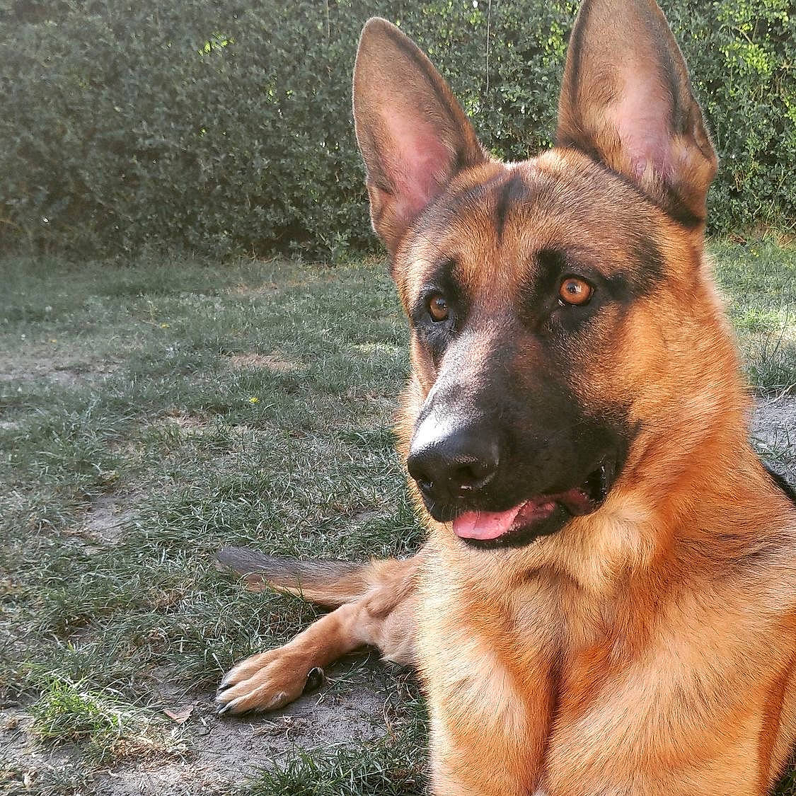 Rocco participe au concours pour gagner de l'argent avec cette photo : belgian_shepherd_malinois, canidae, carnivore, companion_dog, dog, dog_breed, east_european_shepherd, eye, fawn, german_shepherd_dog, grass, herding_dog, king_shepherd, old_german_shepherd_dog, plant, snout, sporting_group, terrestrial_animal, working_animal, working_dog
