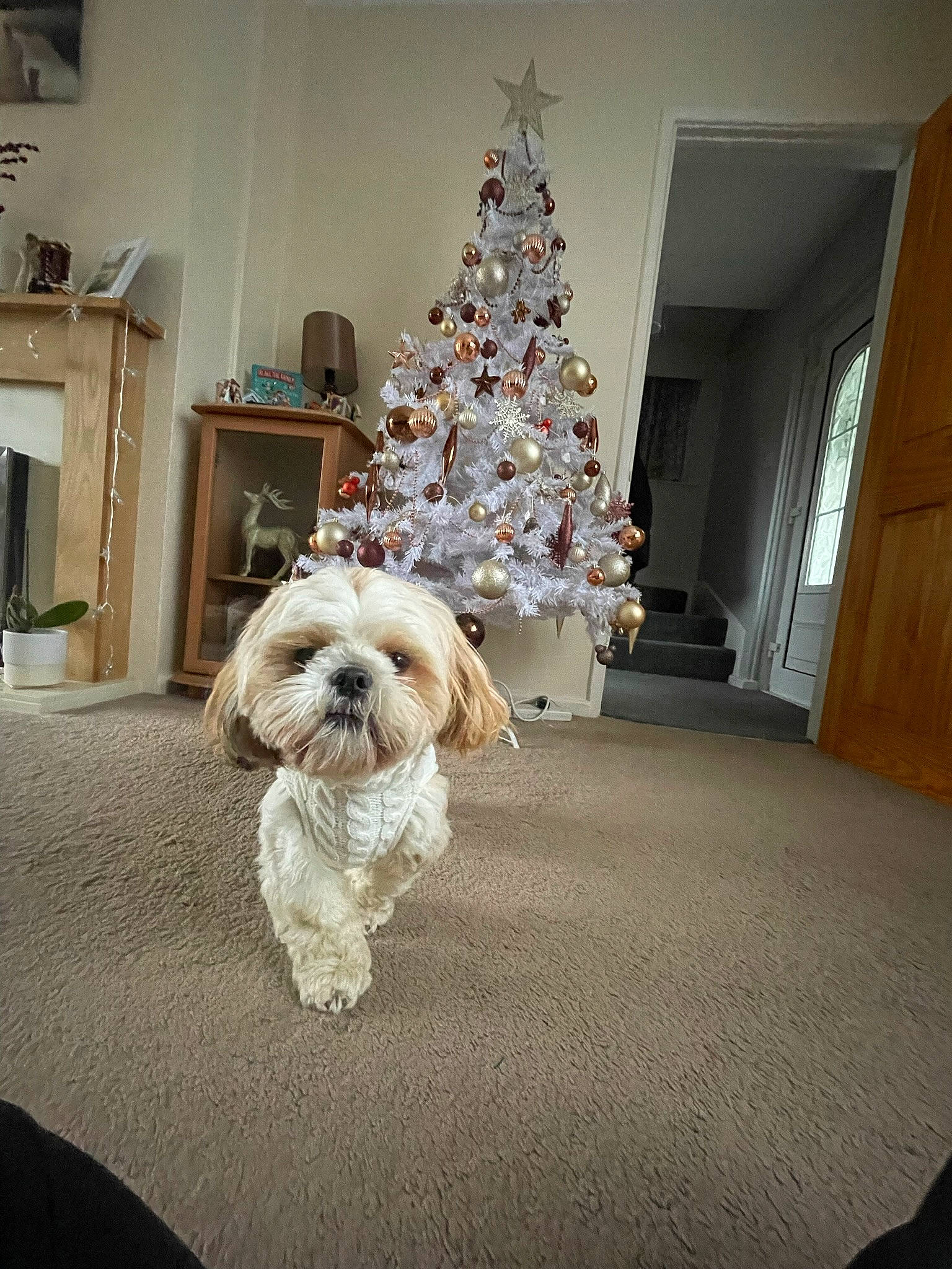 Sidney is registered to the contest to win money with this photo: carnivore, christmas_decoration, christmas_tree, companion_dog, dog, dog_breed, dog_supply, door, event, fawn, floor, flooring, hardwood, living_room, ornament, pet_supply, shih_tzu, toy_dog, wood, working_animal