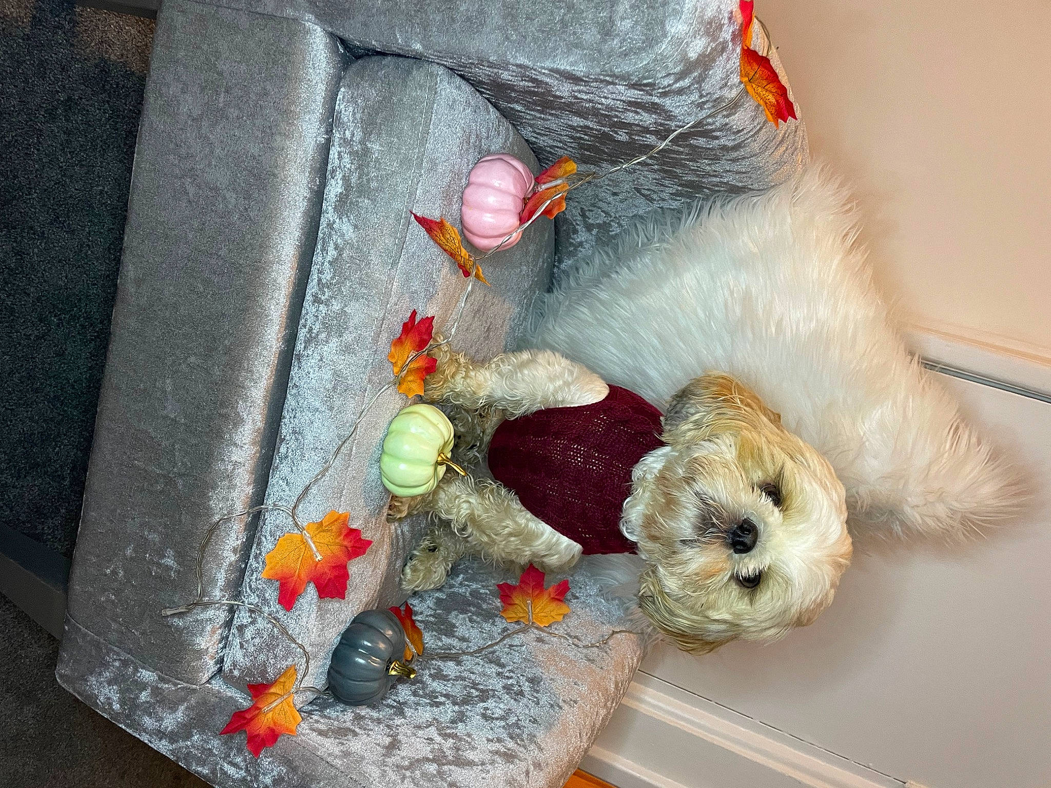 Sidney joined the competition — help win amazing prizes! art, carmine, coquelicot, creative_arts, cut_flowers, event, fashion_accessory, fiber, floral_design, flower_arranging, foot, fur, natural_material, still_life_photography, stuffed_toy, toy, wool