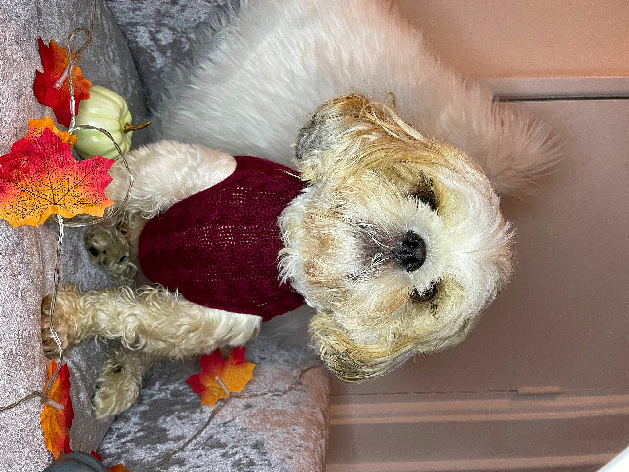 Sidney joined the competition — help win amazing prizes! canidae, carnivore, companion_dog, dog, dog_breed, dog_clothes, dog_supply, fawn, fur, ornament, pet_supply, plush, small_terrier, sporting_group, stuffed_toy, terrier, toy, toy_dog, wood, wool