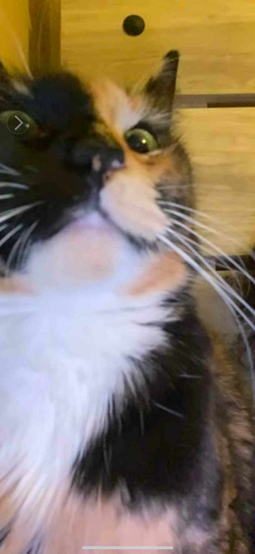 Penelope