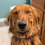 Nutmeg joined the competition — help win amazing prizes! animal, blurry_background, brown, canine, close_up, collar, dog, domestic_animal, fluffy, fur, golden_retriever, happy, indoor, muzzle, nose, pet, portrait, relaxed, smiling, whiskers