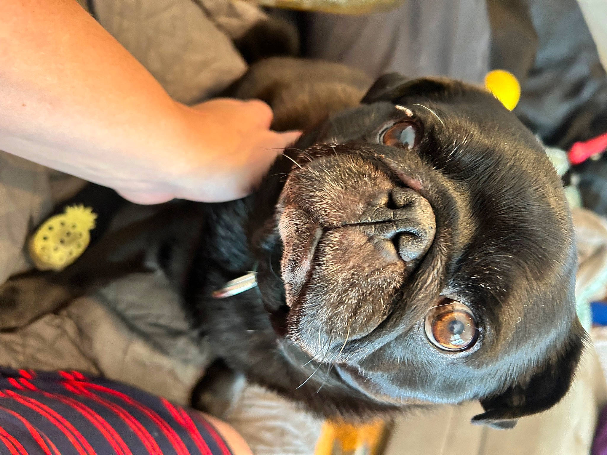 Dillinger joined the competition — help win amazing prizes! canidae, carnivore, collar, companion_dog, dog, dog_breed, ear, fawn, fur, guard_dog, liver, personal_protective_equipment, snout, sporting_group, terrestrial_animal, toy_dog, watch, whiskers, working_animal, wrinkle