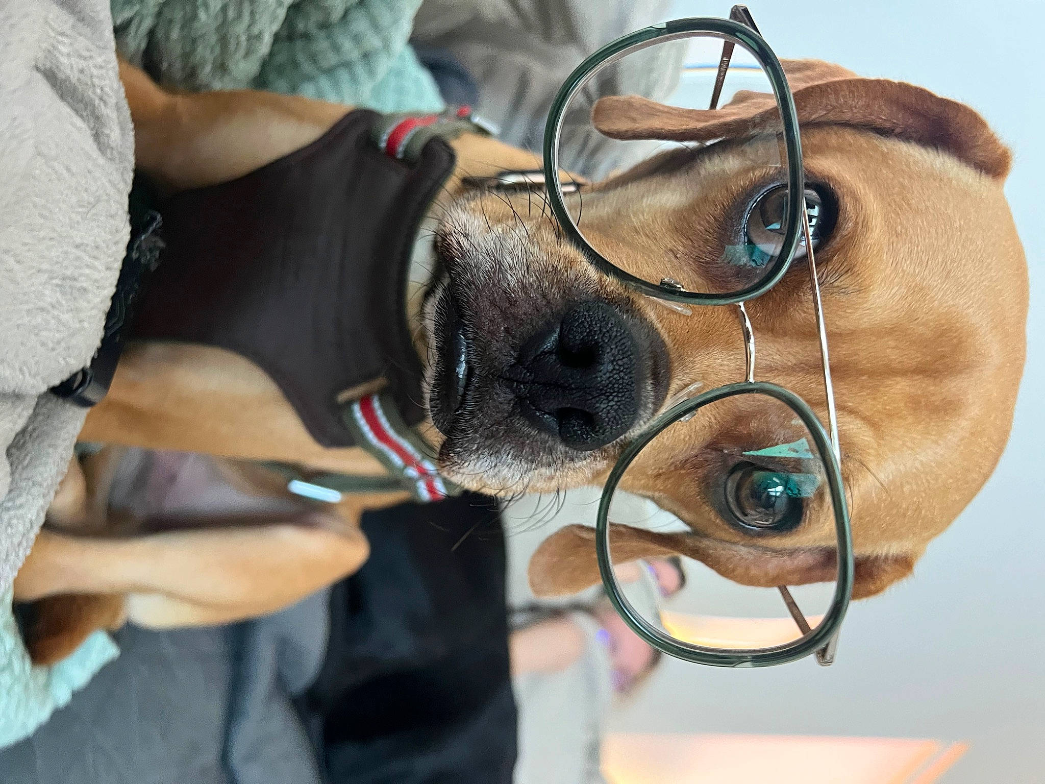 Jack joined the competition — help win amazing prizes! audio_equipment, canidae, carnivore, collar, companion_dog, dog, dog_breed, ear, elbow, eyewear, fawn, fun, fur, human_leg, personal_protective_equipment, snout, sporting_group, vision_care, working_animal, wrist