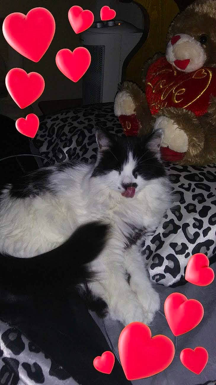 Jesse is registered to the contest to win money with this photo: carmine, carnivore, cat, comfort, event, felidae, fur, happy, holiday, lap, mammal, organ, pink, red, small_to_medium_sized_cats, snapshot, tail, textile, whiskers, white