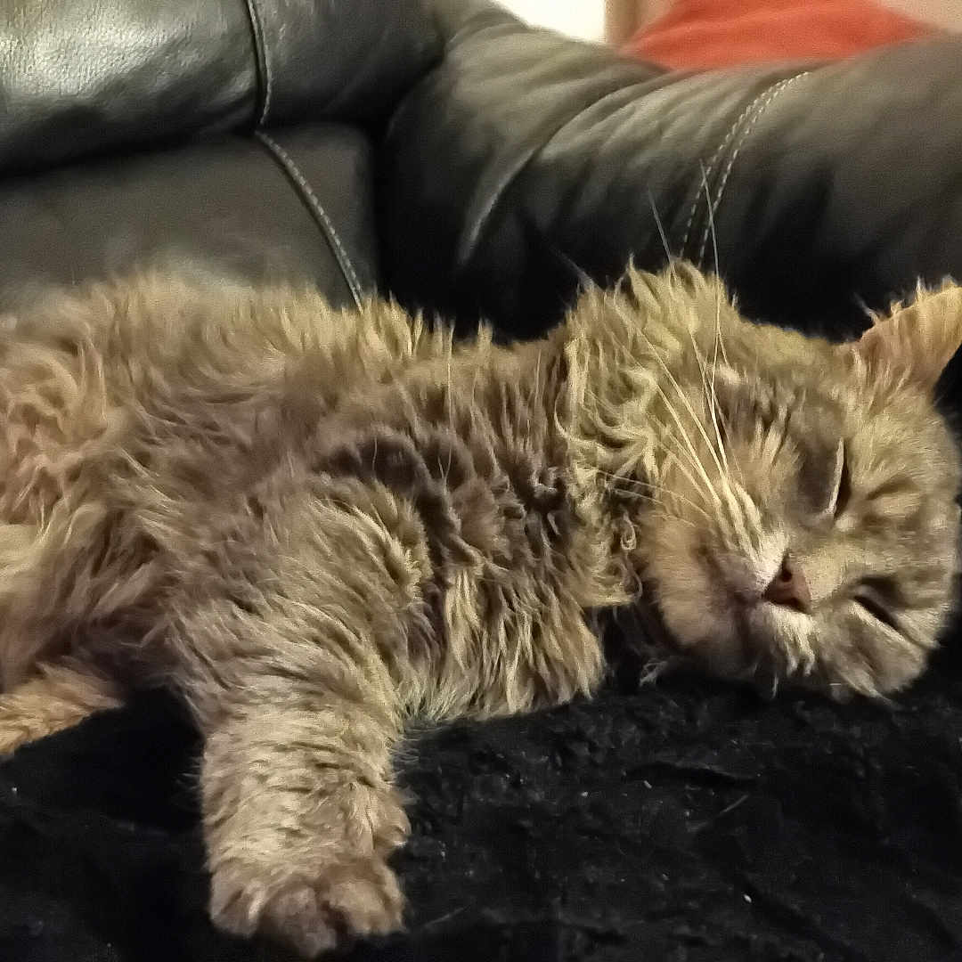 Simba Et Nala