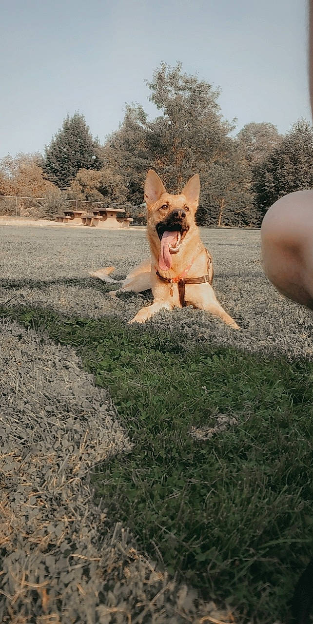 Kiko is registered to the contest to win money with this photo: carnivore, companion_dog, dog, dog_breed, fawn, fur, grass, landscape, plant, sky, snout, soil, sporting_group, tail, terrier, toy_dog, tree, walking, wood, yorkshire_terrier