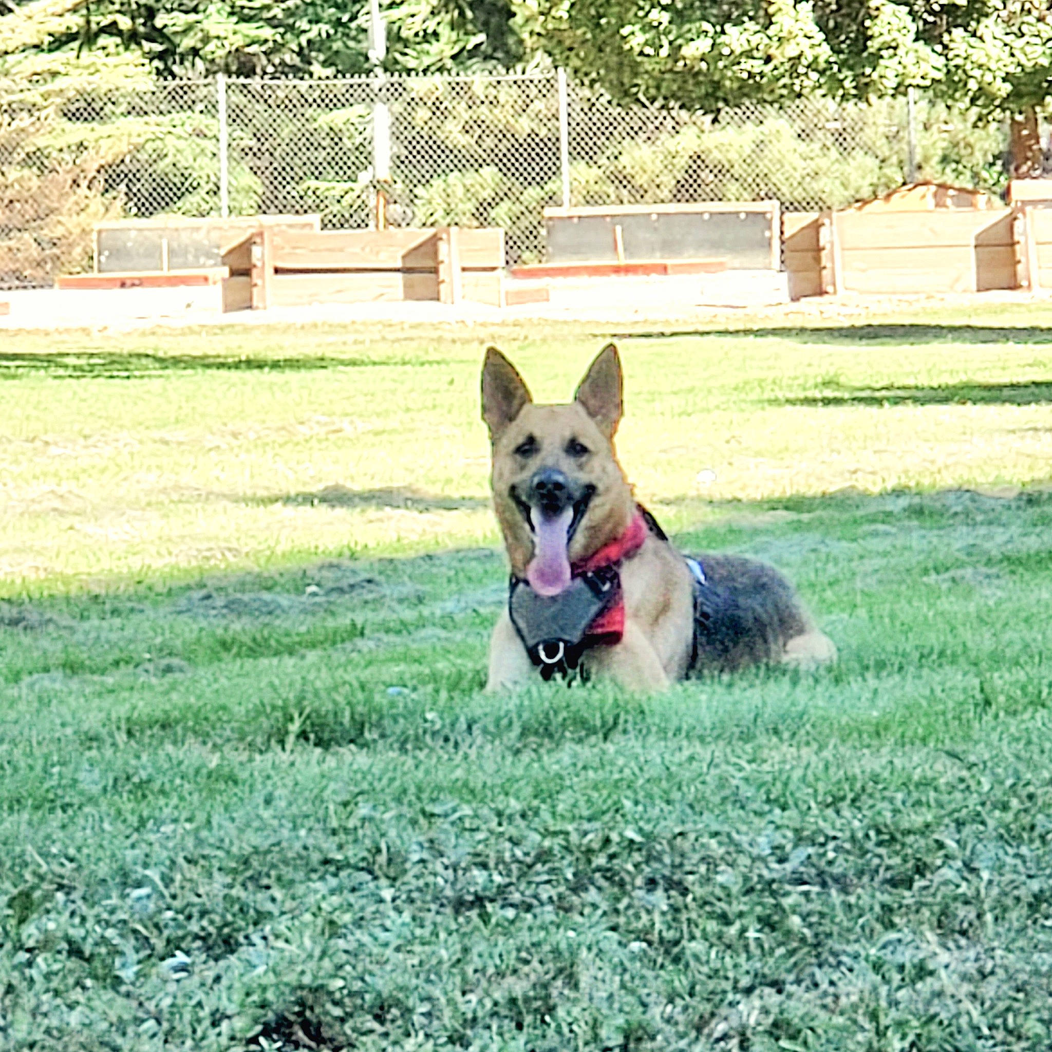 Kiko joined the competition — help win amazing prizes! canidae, carnivore, collar, companion_dog, dog, dog_breed, dog_supply, east_european_shepherd, fawn, garden, german_shepherd_dog, grass, groundcover, herding_dog, lawn, plant, snout, sporting_group, tail, tree