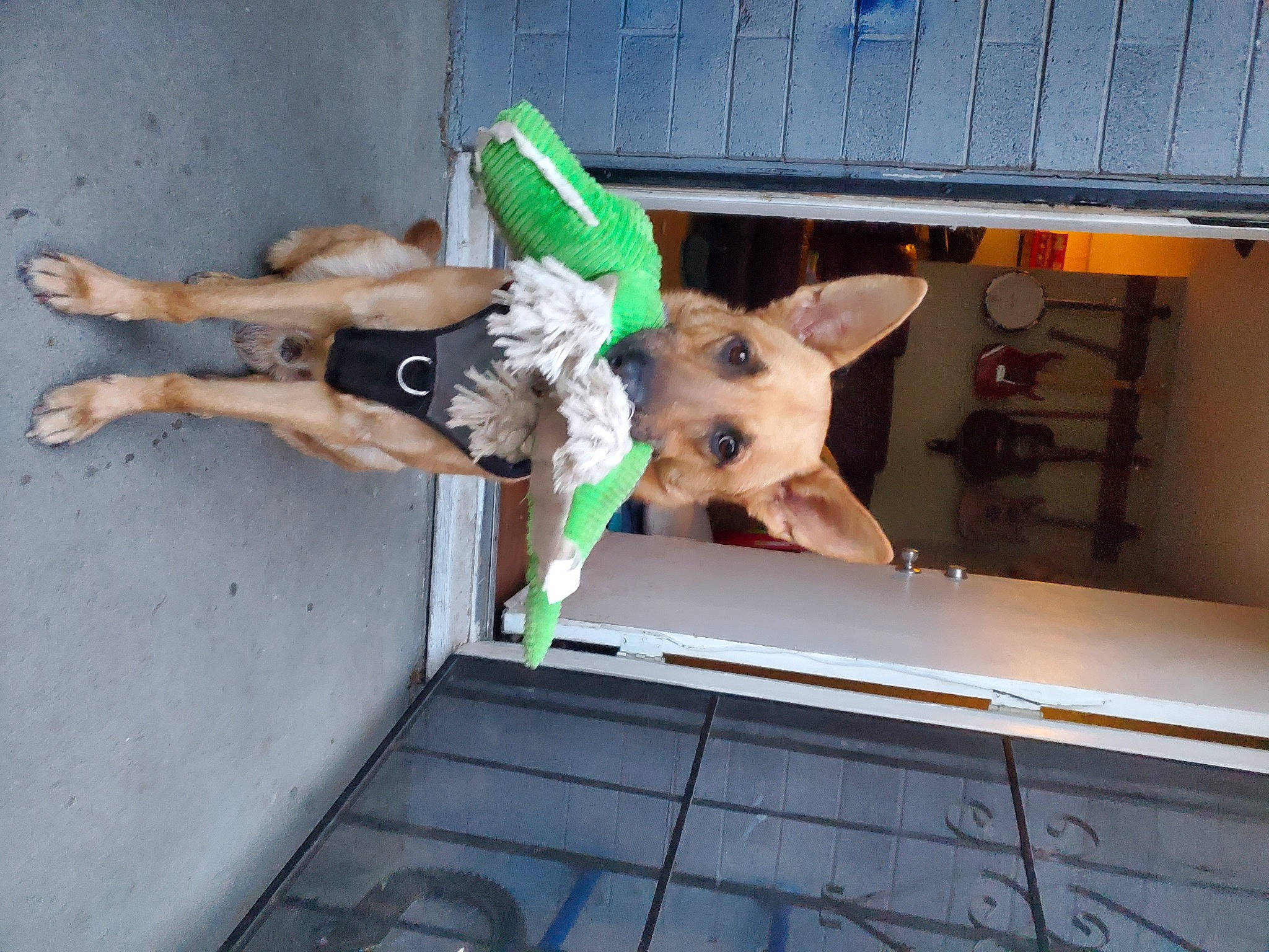 Kiko joined the competition — help win amazing prizes! canidae, carnivore, companion_dog, dog, dog_breed, dog_clothes, dog_supply, fawn, fun, human_leg, non_sporting_group, snout, sporting_group, t_shirt, tail, thigh, toy_dog, working_animal