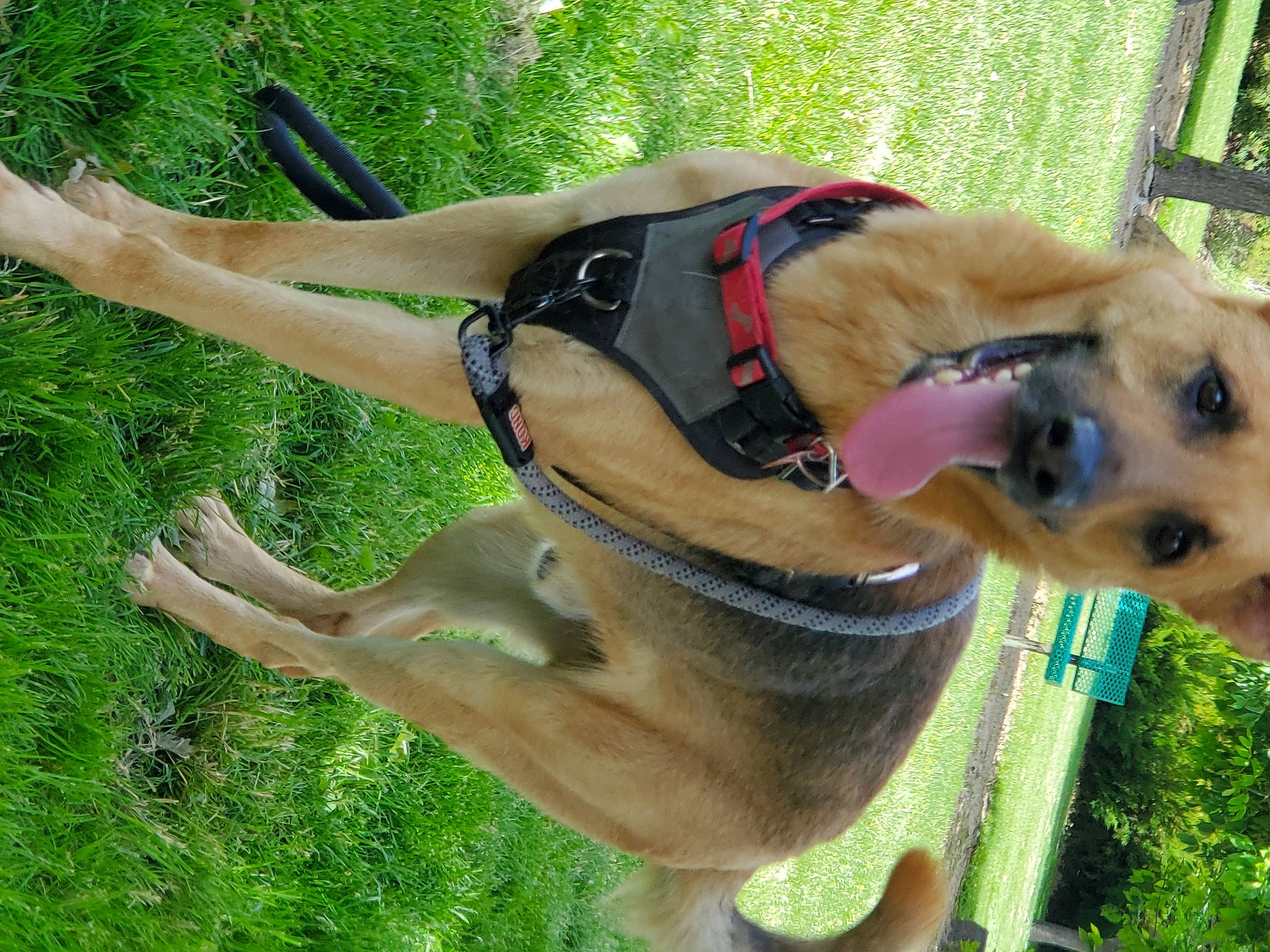 Kiko joined the competition — help win amazing prizes! canidae, carnivore, collar, companion_dog, dog, dog_breed, dog_collar, dog_supply, fashion_accessory, fawn, grass, leash, liver, pet_supply, plant, recreation, snout, sporting_group, tree, working_animal