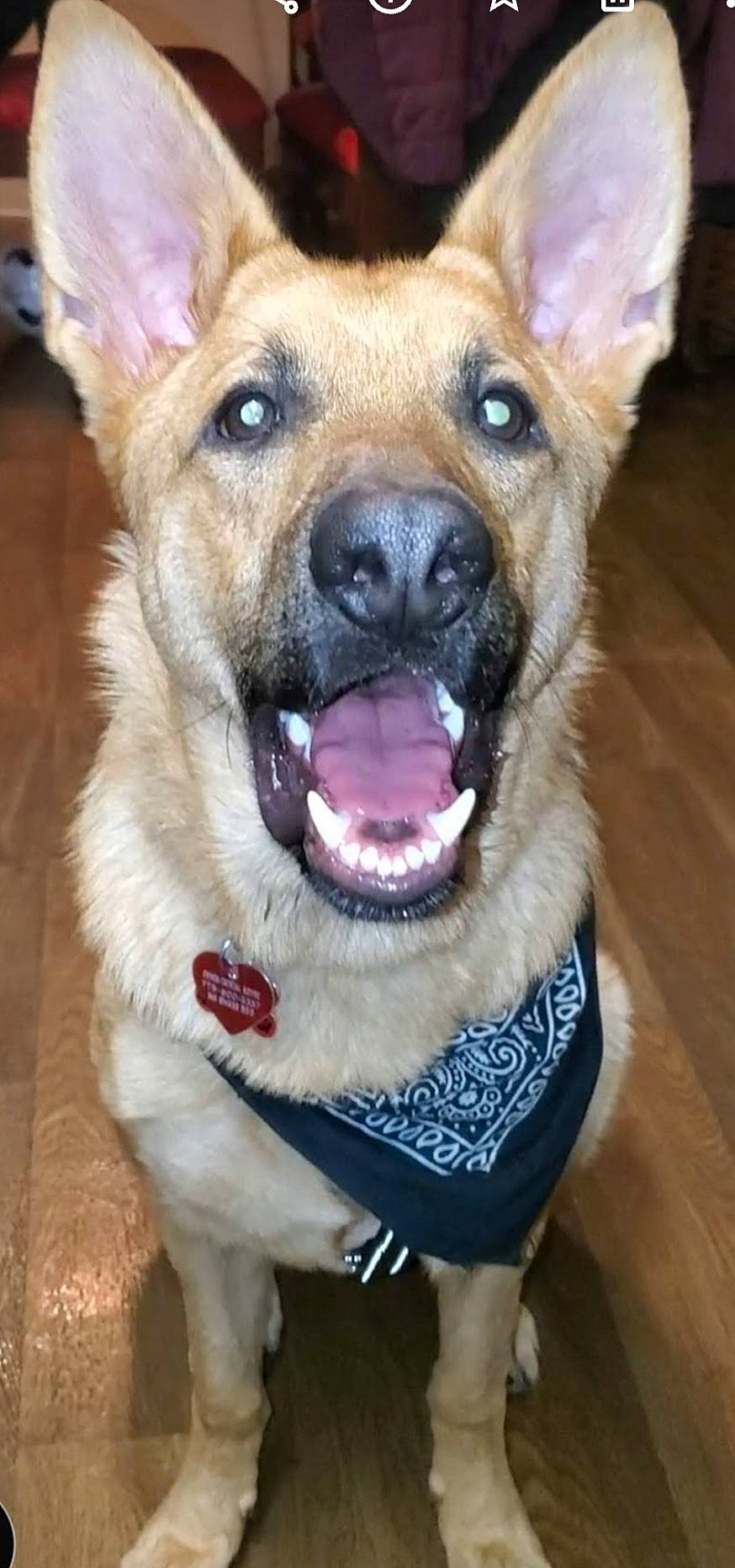 Kiko joined the competition — help win amazing prizes! canidae, carnivore, collar, companion_dog, dog, dog_breed, dog_collar, electric_blue, eye, fang, fawn, fur, guard_dog, jaw, paw, snout, sporting_group, whiskers, working_animal, working_dog