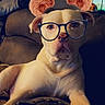 Bodhi is registered to the contest to win money with this photo: dog, couch, glasses, digital_filter, ears, stars, indoor, pet, animal, relaxed, brown_couch, furniture, cute, portrait, whimsical, cozy, living_room, light, canine, fun