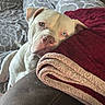 Bodhi is registered to the contest to win money with this photo: dog, white_dog, heterochromia, blue_eye, brown_eye, blanket, folded_blanket, couch, leather_couch, indoor, pet, resting, cozy, home, comfort, patterned_blanket, close_up, looking_up, animal, living_room