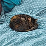 Skippy participe au concours pour gagner de l'argent avec cette photo : cat, tabby, sleeping, curled_up, blanket, patterned, blue, white, teal, pillow, indoor, resting, cozy, fur, pet, animal, cute, comfort, domestic, relaxation