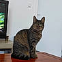 cat, tabby, green_eyes, sitting, table, wooden_table, indoor, furniture, television, modern, pet, animal, looking_at_camera, domestic_cat, quiet, calm, portrait, household, feline, striped