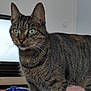 Skippy a rejoint le concours — aidez-le/la à gagner de superbes lots ! cat, tabby, indoor, feline, pet, green_eyes, striped_fur, whiskers, ears, closeup, curious, animal, mammal, domestic, fur, standing, television, furniture, wood, living_room