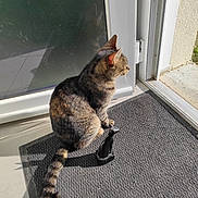 Skippy participe au concours pour gagner de l'argent avec cette photo : cat, tabby_cat, mat, door, glass, reflection, sunlight, indoor, figurine, black_figurine, pet, animal, tail, sitting, shadow, floor, window, home, quiet, daylight